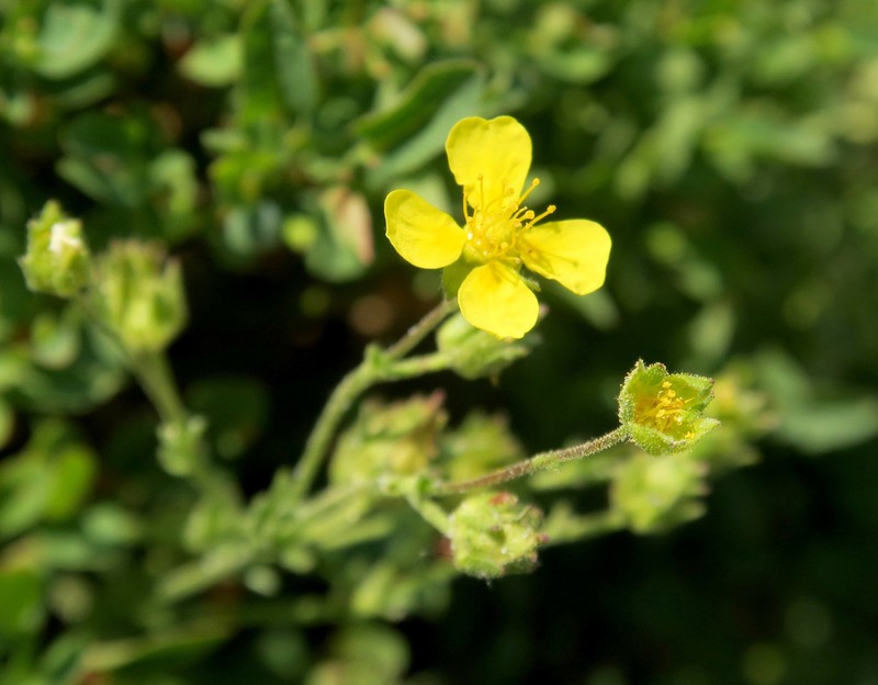 Sparseleaf Cinquefoil