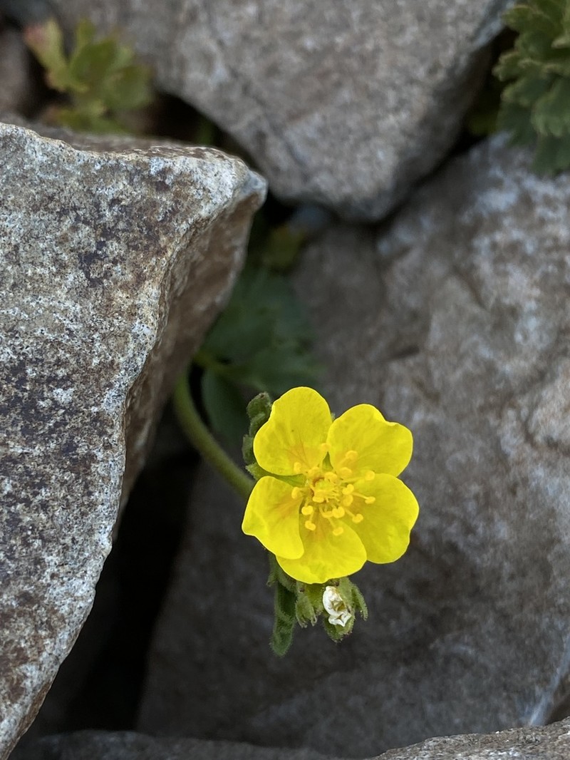 Sparseleaf Cinquefoil photo 2