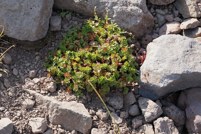 Sparseleaf Cinquefoil photo 3