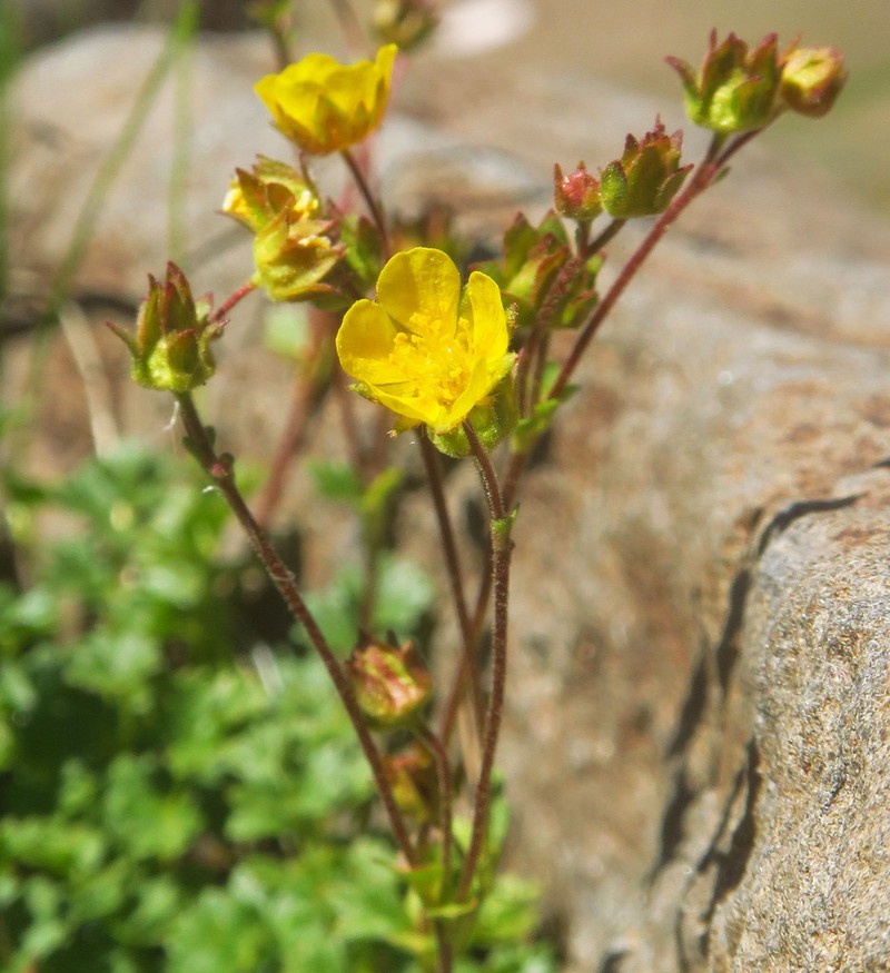 Sparseleaf Cinquefoil photo 4