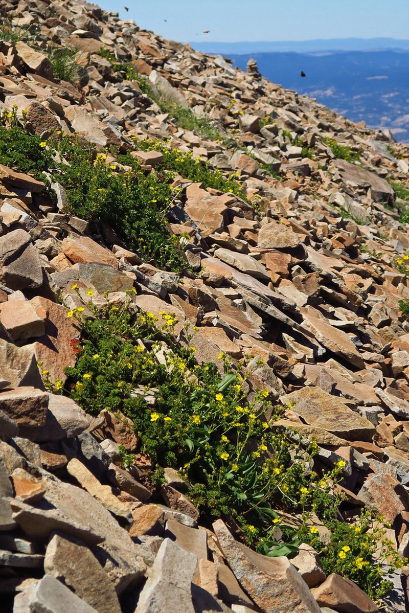 Sparseleaf Cinquefoil photo 5