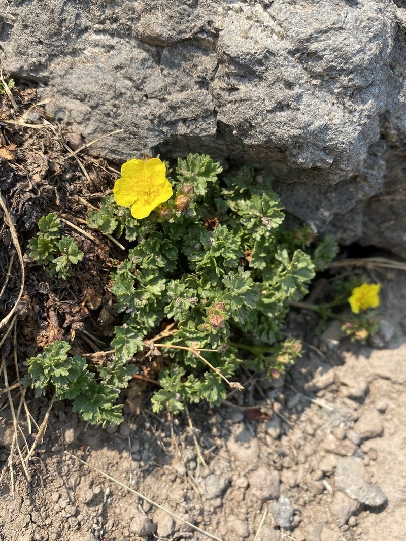 Sparseleaf Cinquefoil photo 6