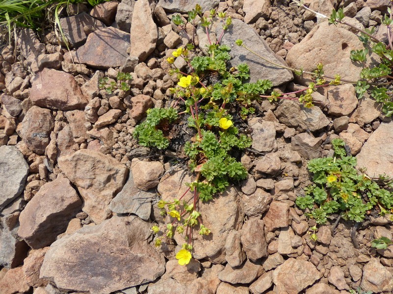 Sparseleaf Cinquefoil photo 7