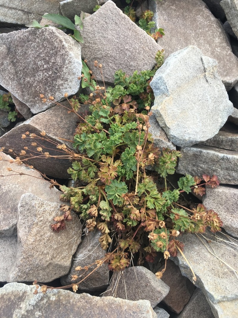 Sparseleaf Cinquefoil photo 8