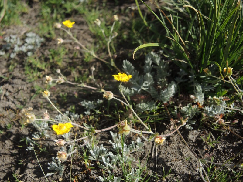 Potentilla breweri