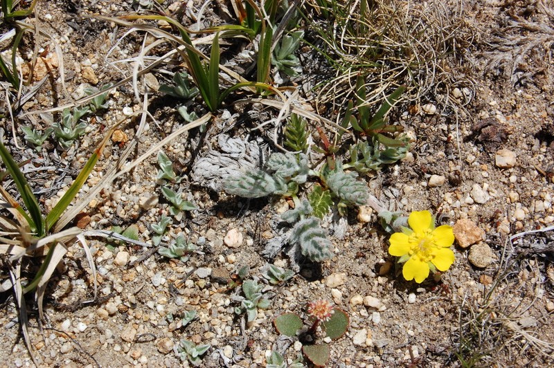 Potentilla breweri photo 3