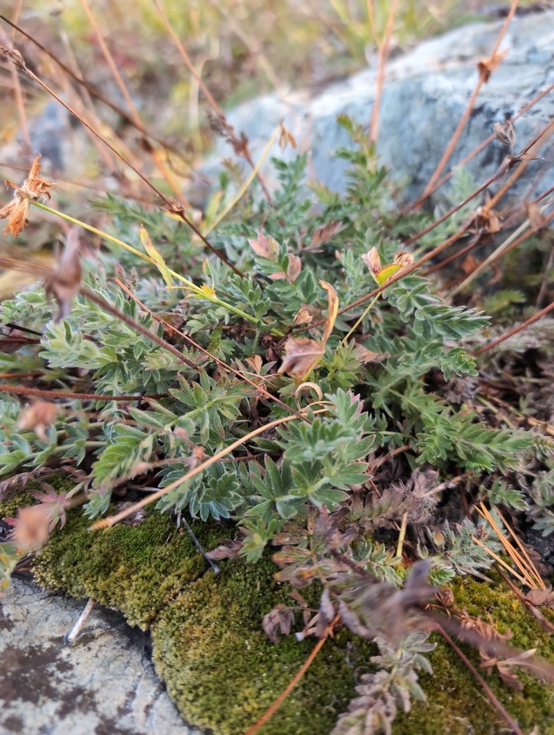 Potentilla breweri photo 4