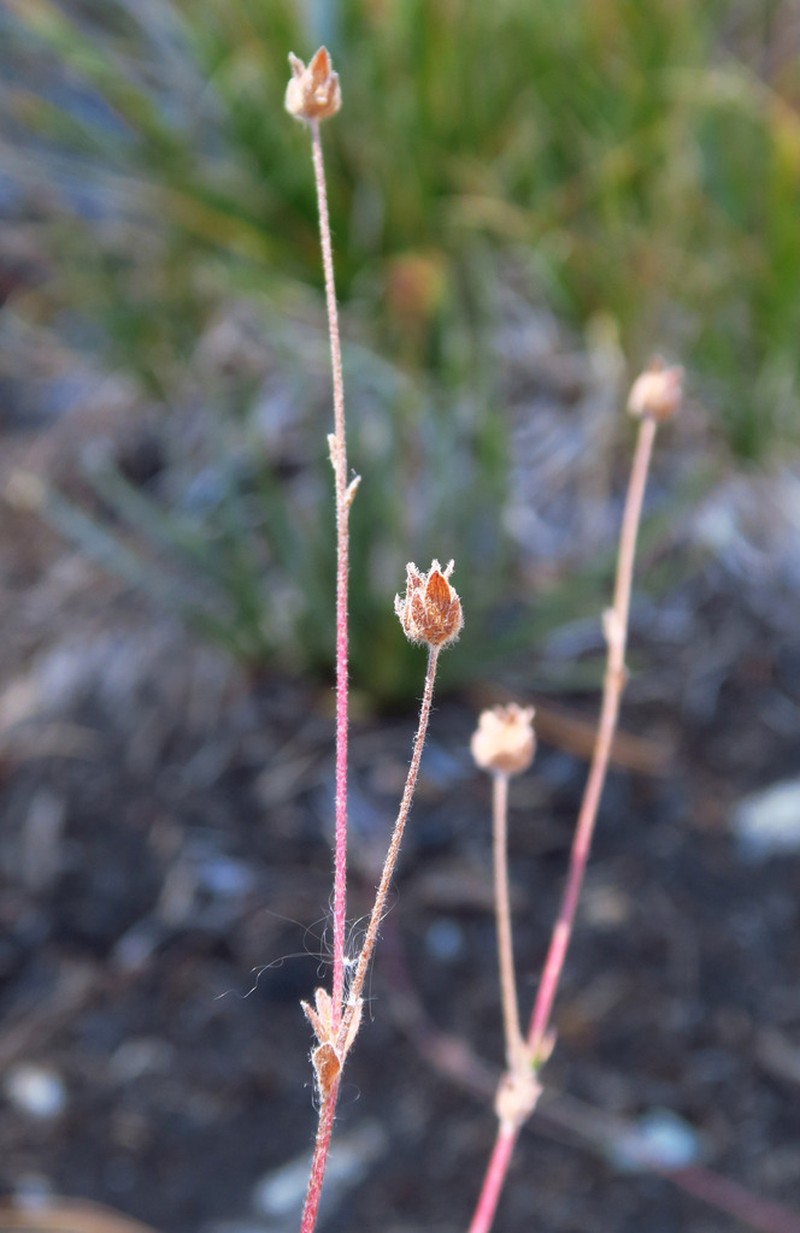 Potentilla breweri photo 5