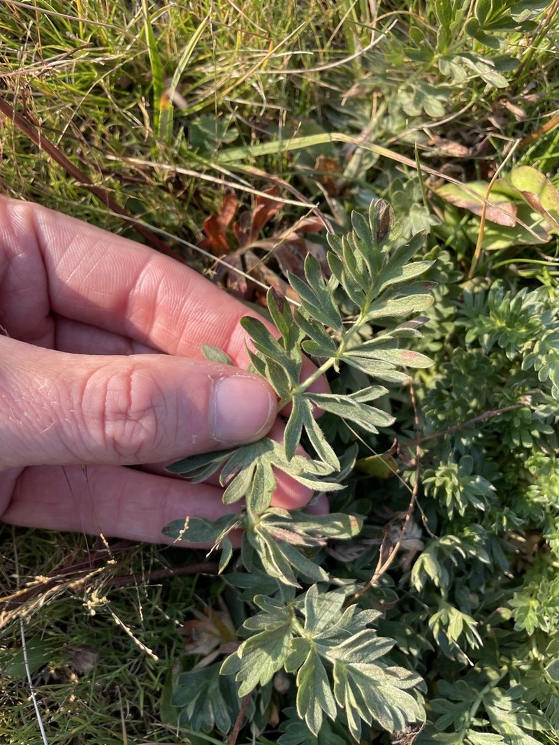 Potentilla breweri photo 6