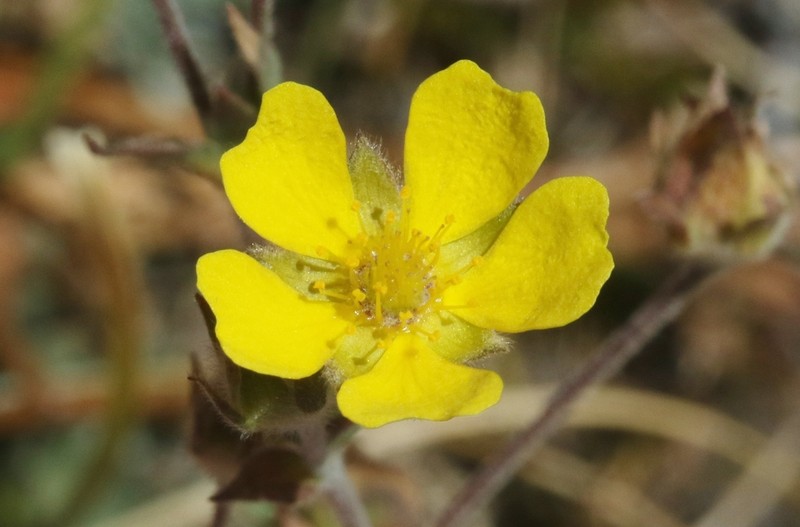 Potentilla bruceae photo 2