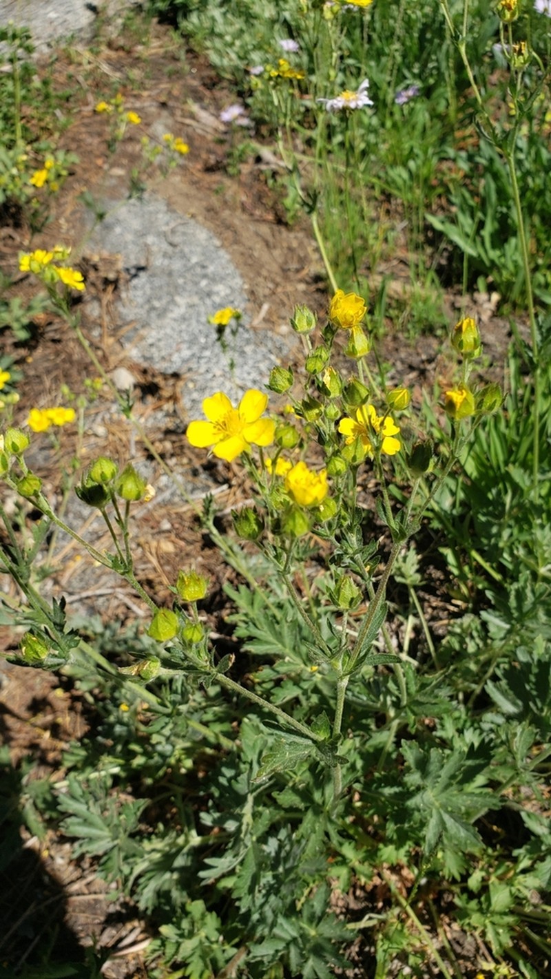 Potentilla bruceae photo 3