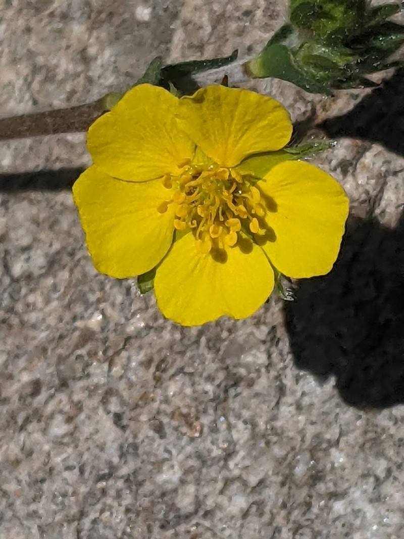 Potentilla bruceae photo 4