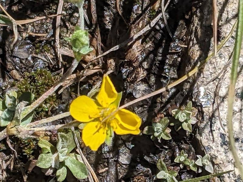 Potentilla bruceae photo 5