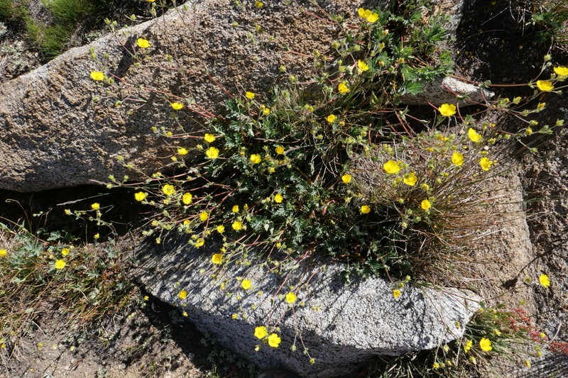 Potentilla bruceae photo 6