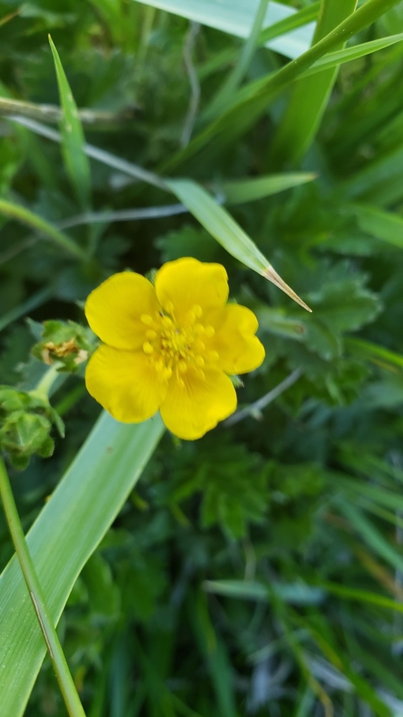 Potentilla bruceae photo 7