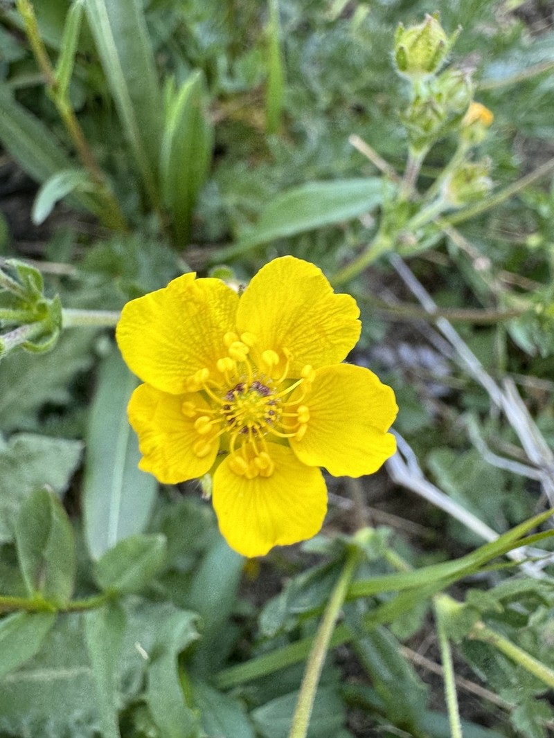 Potentilla bruceae photo 8