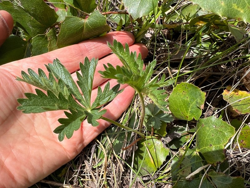 Potentilla brunnescens