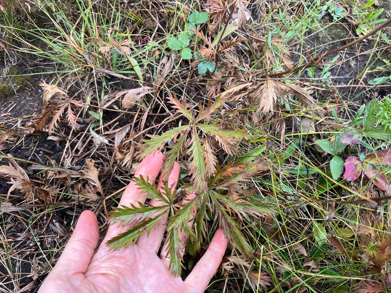 Potentilla brunnescens photo 2