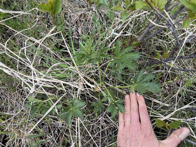 Potentilla brunnescens photo 3