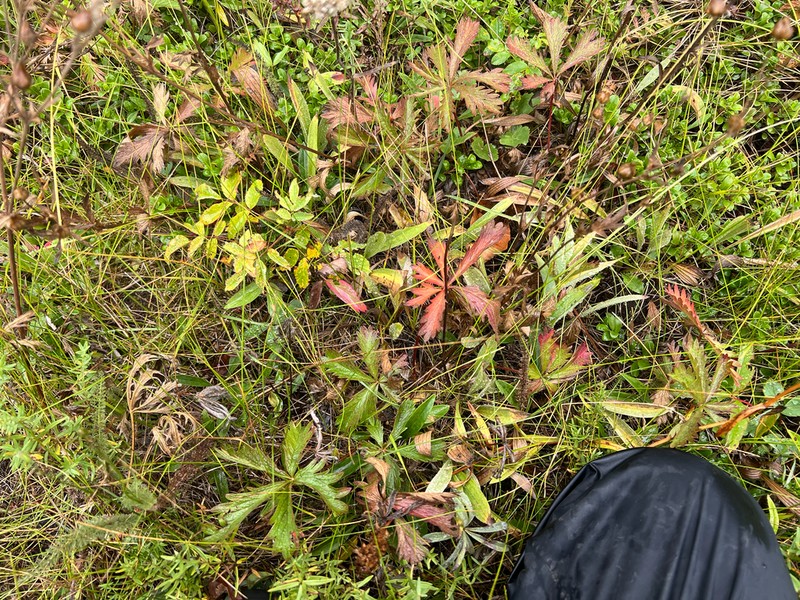 Potentilla brunnescens photo 4