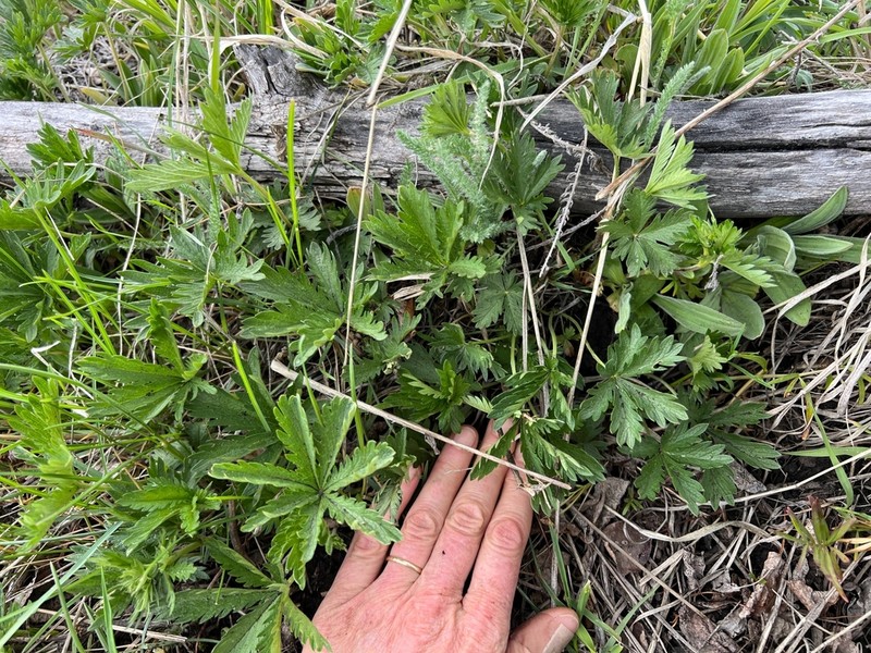 Potentilla brunnescens photo 5