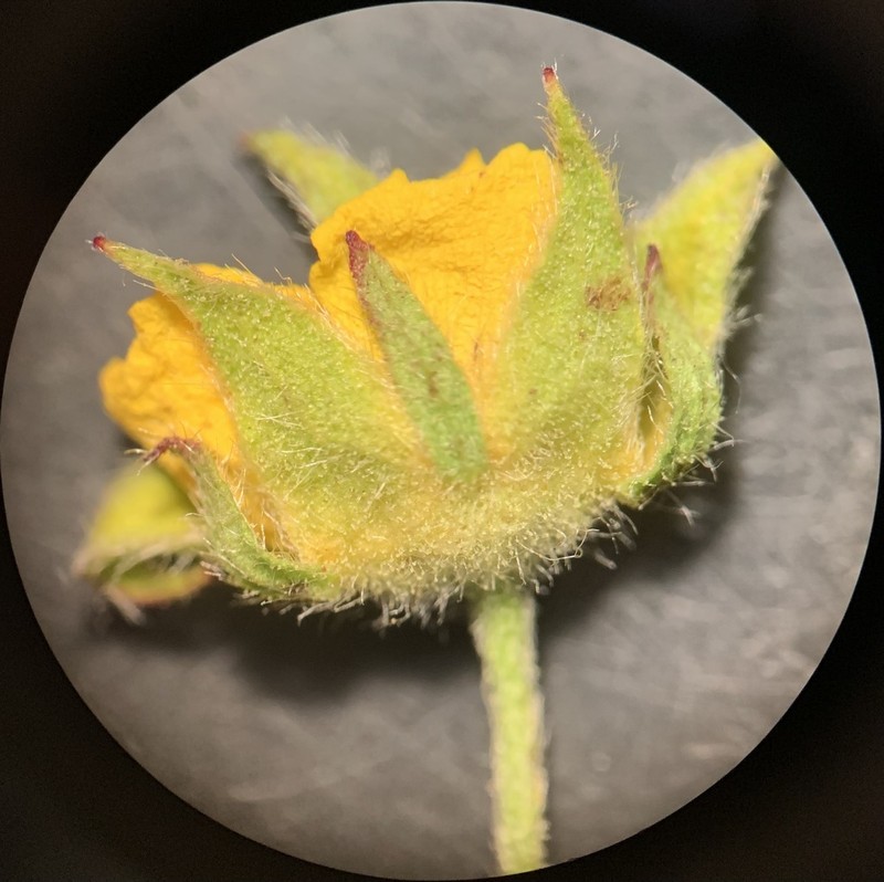 Potentilla brunnescens photo 6