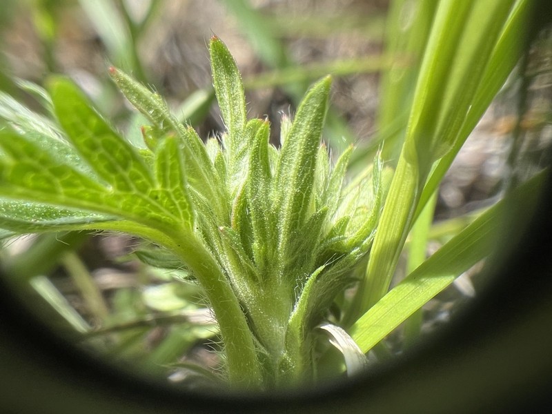 Potentilla brunnescens photo 7
