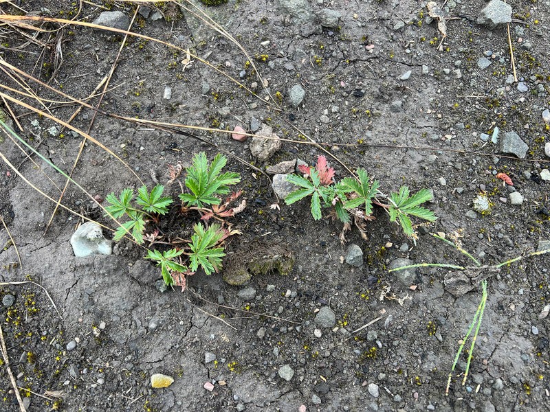 Potentilla brunnescens photo 8