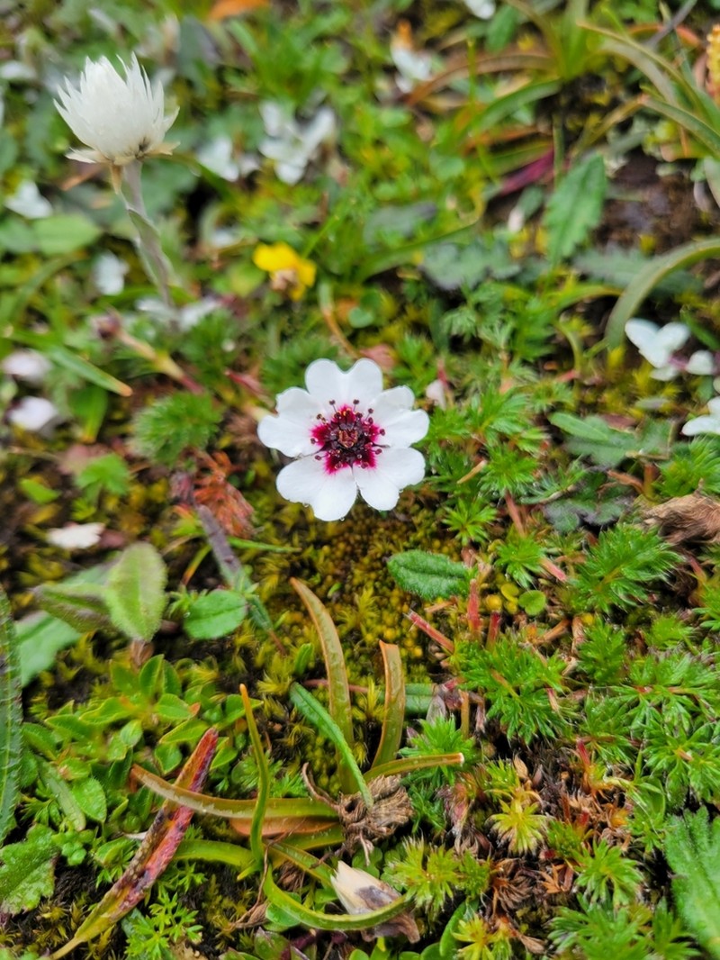 Potentilla bryoides photo 3