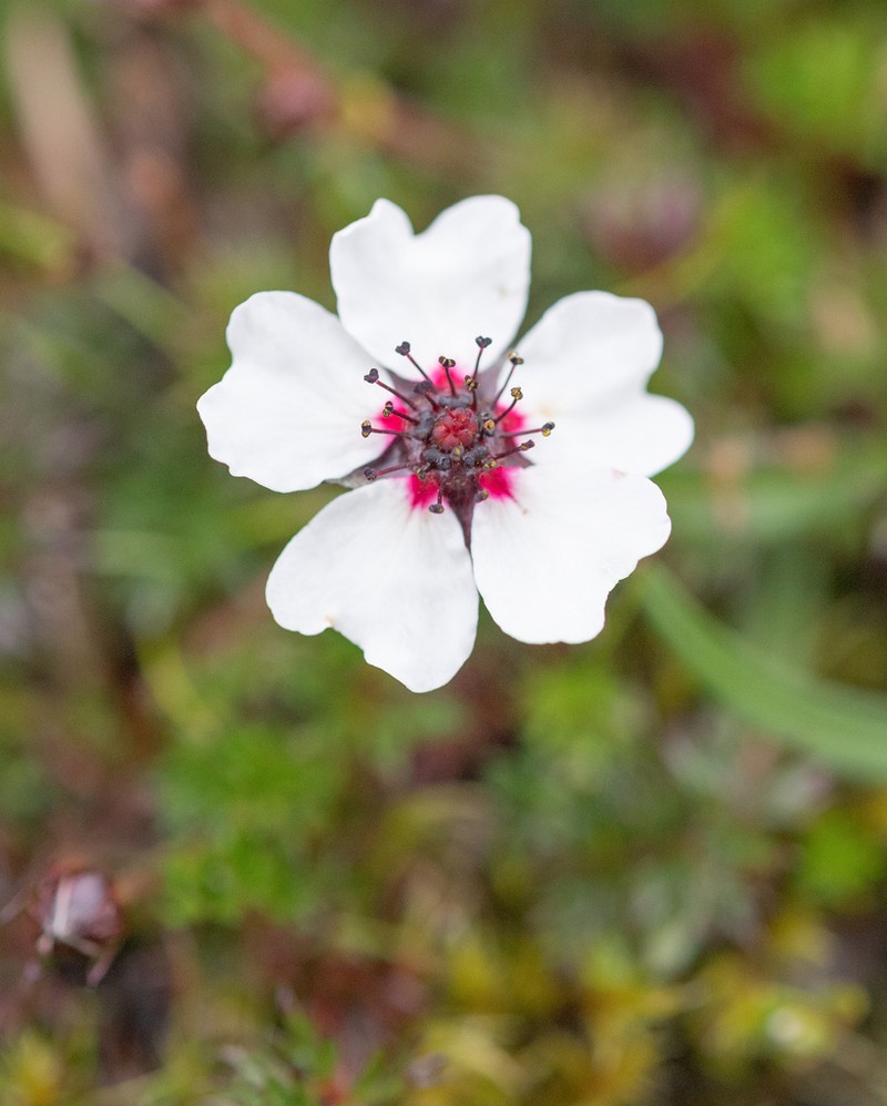 Potentilla bryoides photo 4