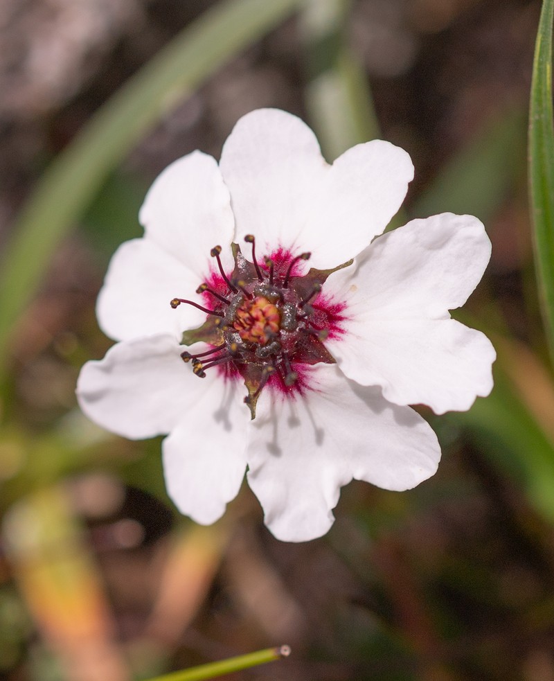 Potentilla bryoides photo 6