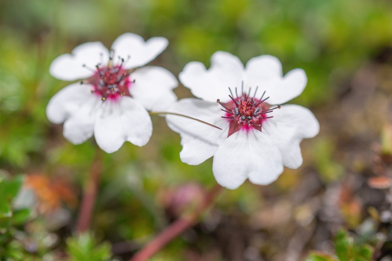 Potentilla bryoides photo 7