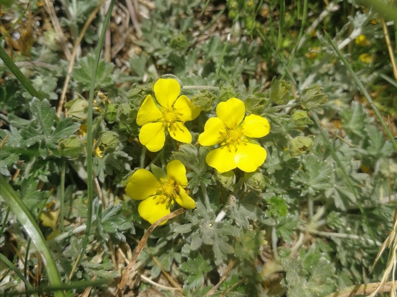Potentilla calabra