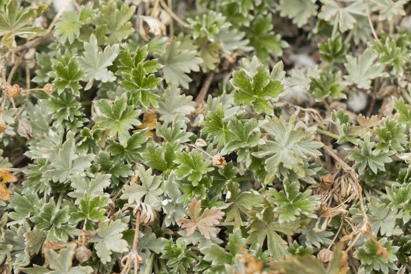Potentilla calabra photo 2