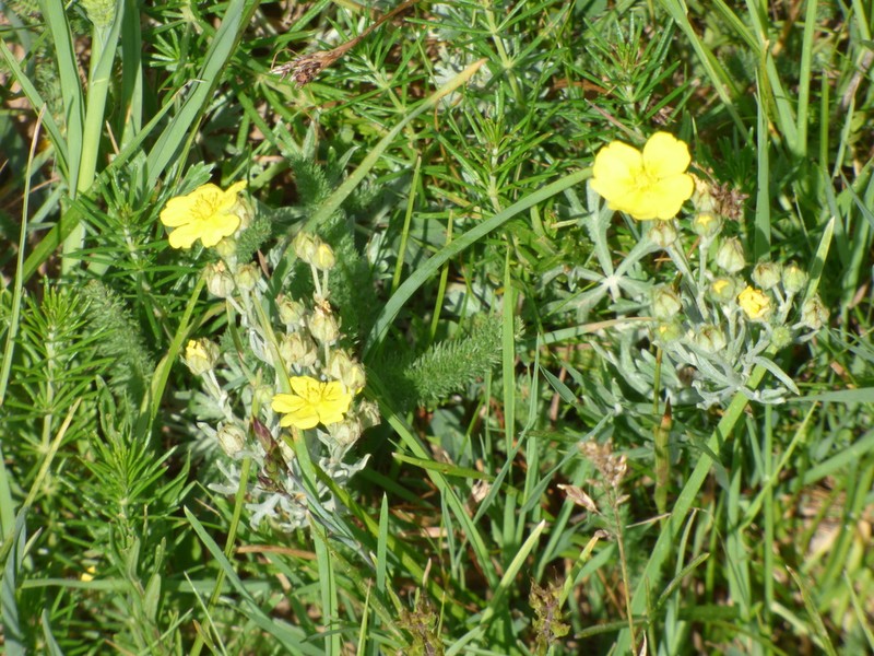 Potentilla calabra photo 3