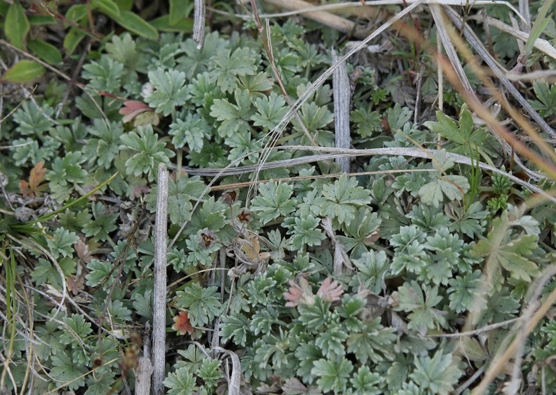 Potentilla calabra photo 4