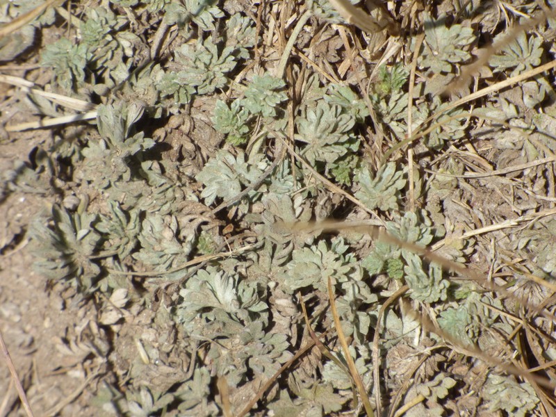 Potentilla calabra photo 6