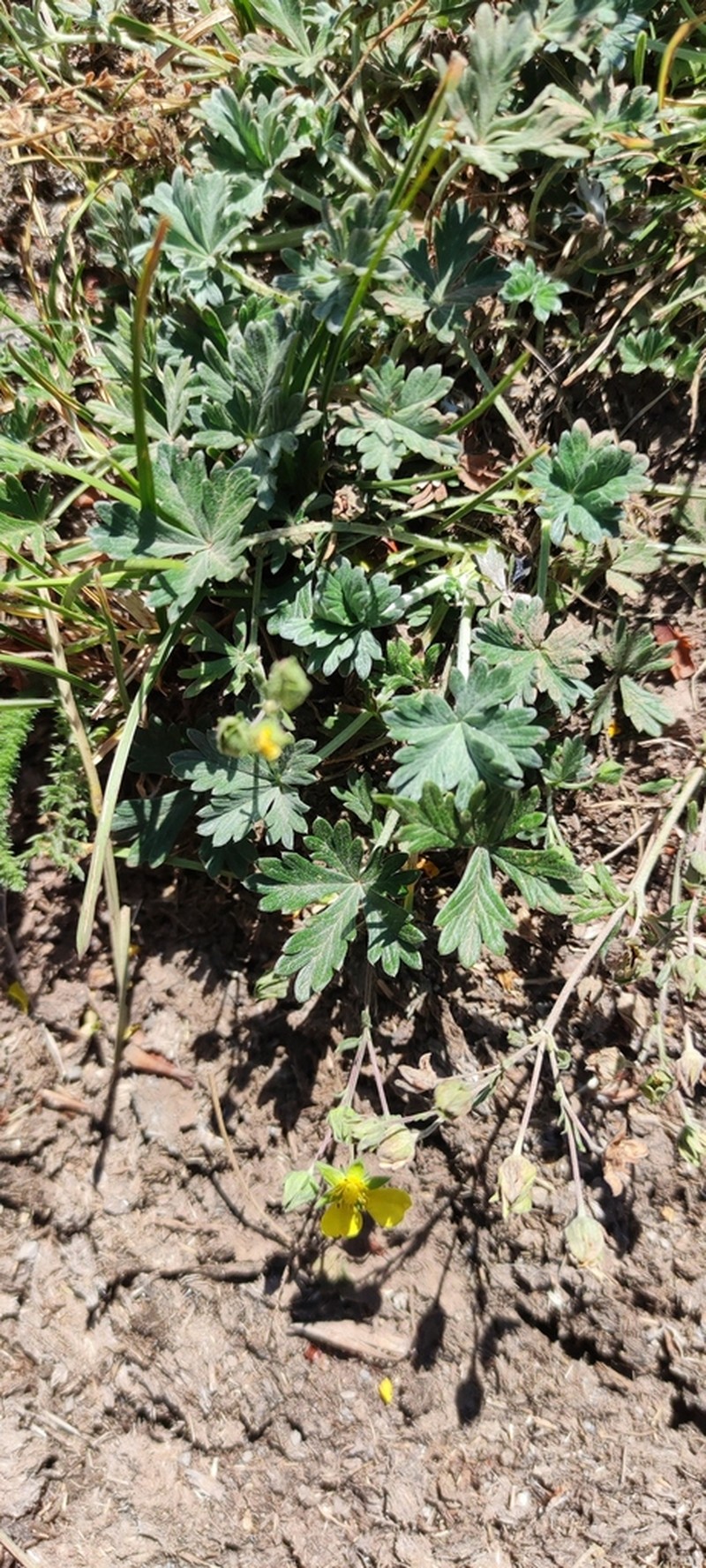 Potentilla calabra photo 7