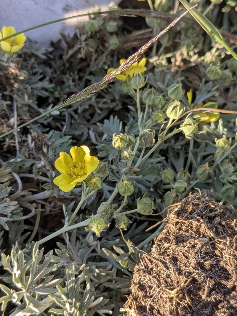 Potentilla calabra photo 8
