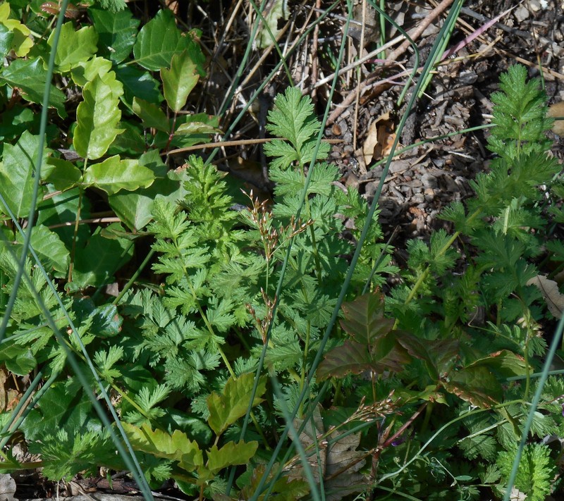 California Horkelia photo 6