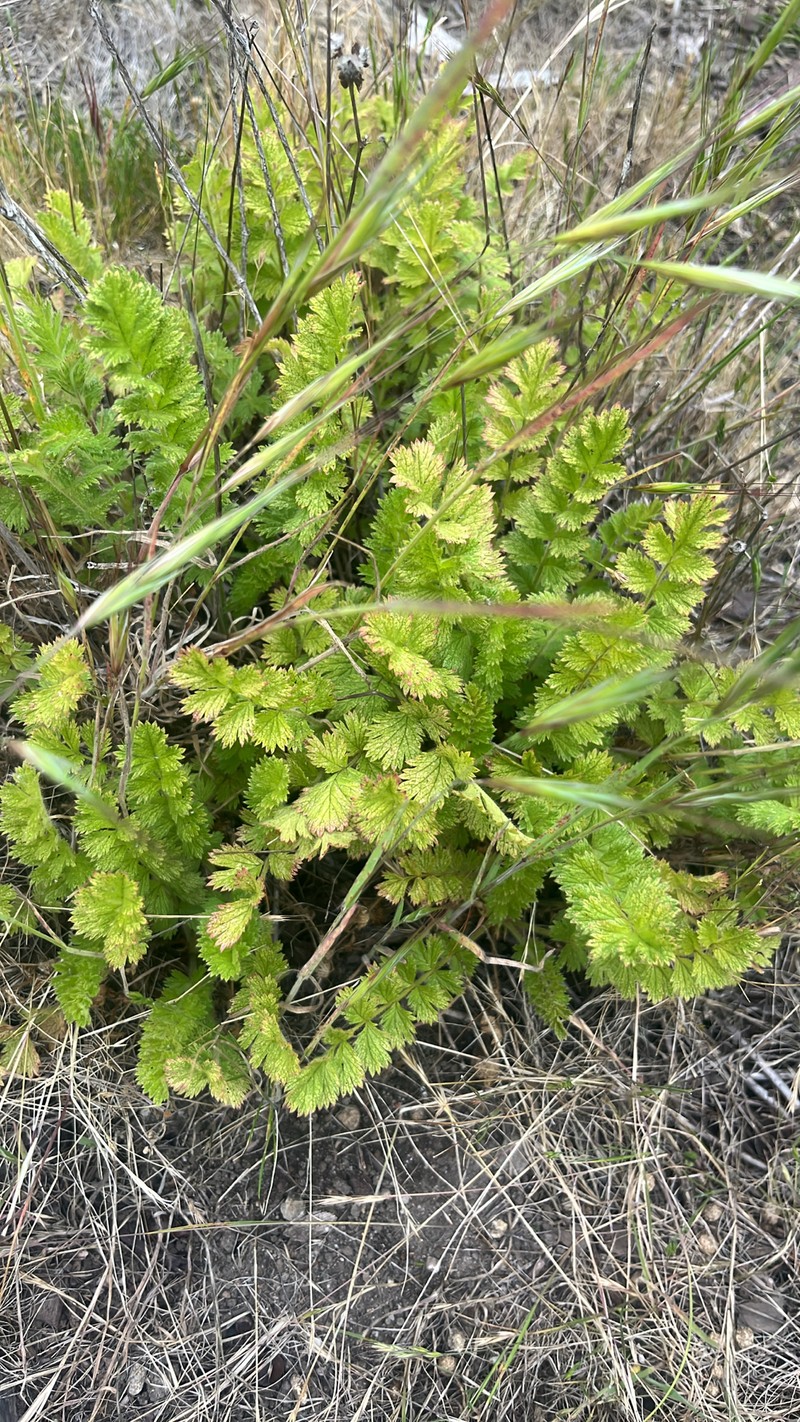 California Horkelia photo 7