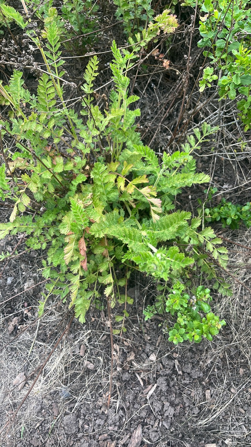 California Horkelia photo 8