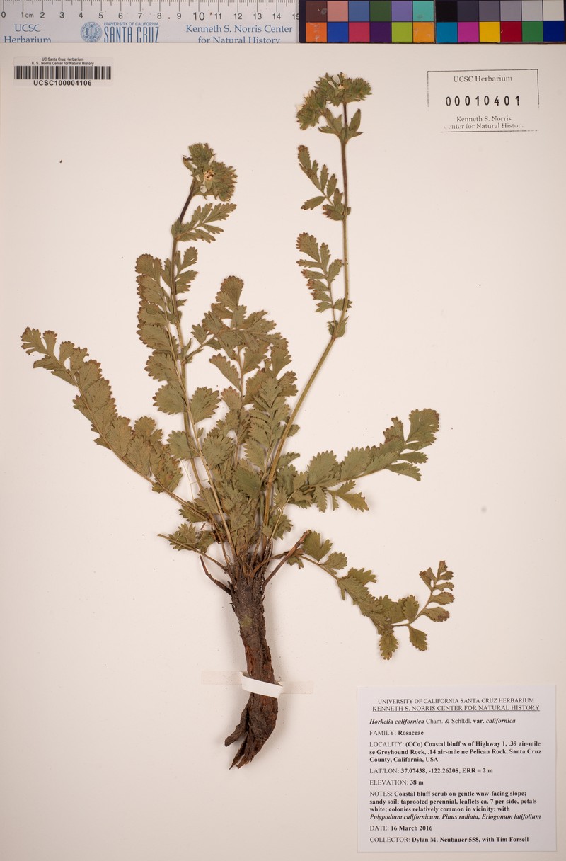 Potentilla californica var. californica