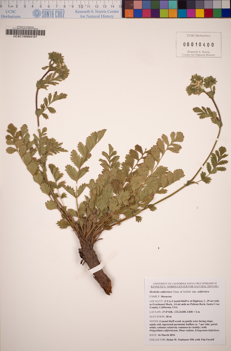 Potentilla californica var. californica photo 2