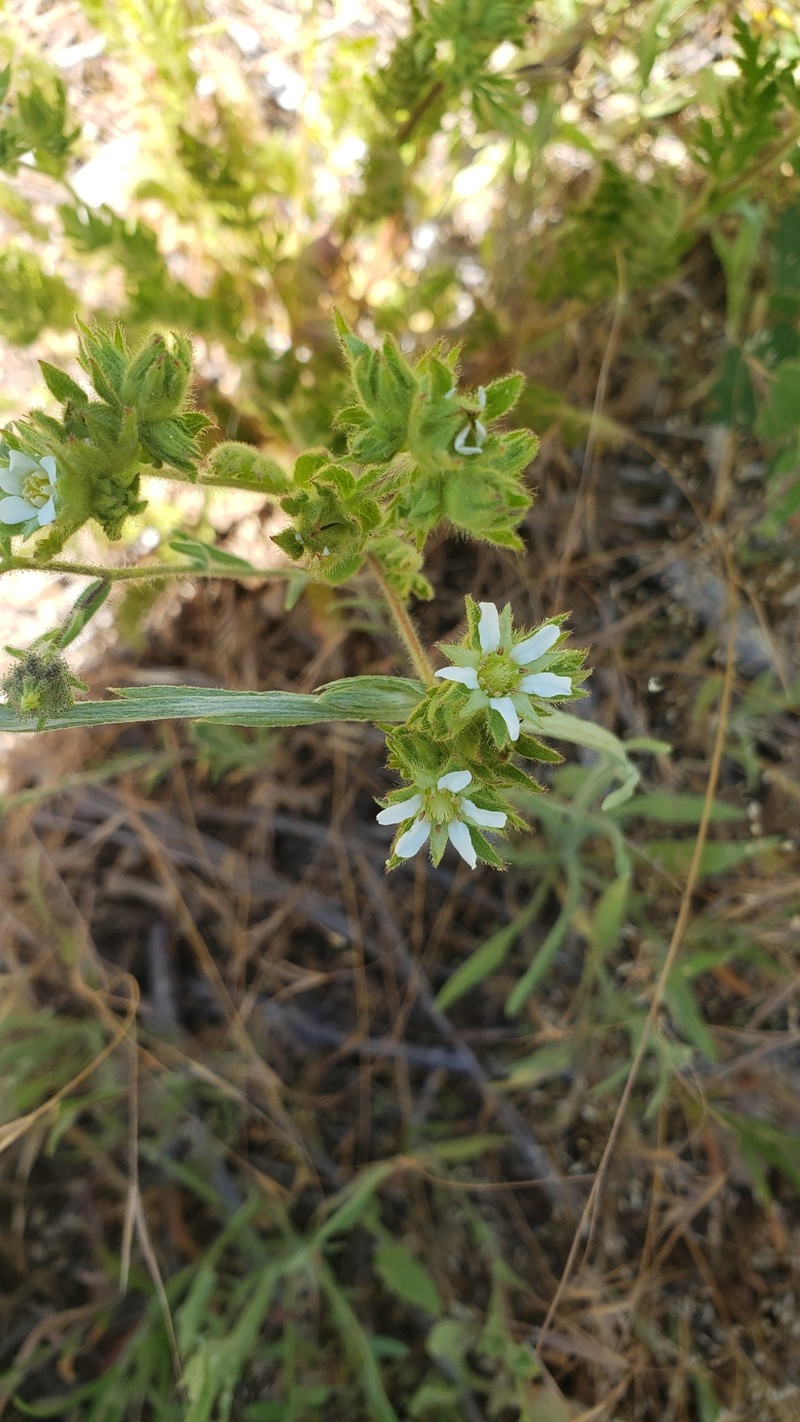 Potentilla californica var. elata