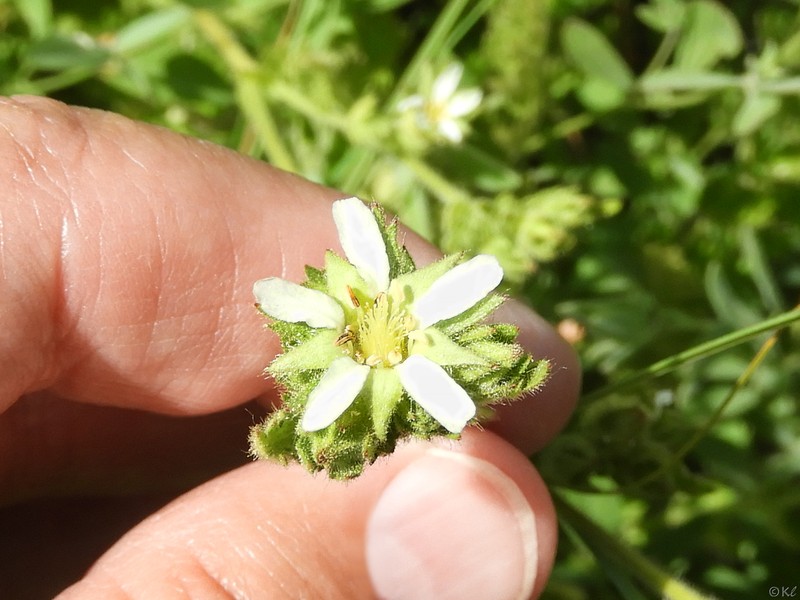 Potentilla californica var. elata photo 2