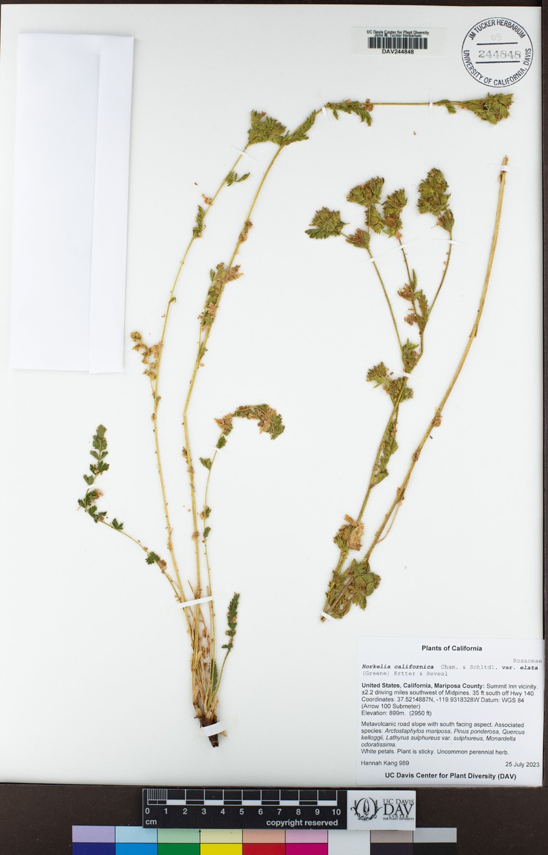 Potentilla californica var. elata photo 3
