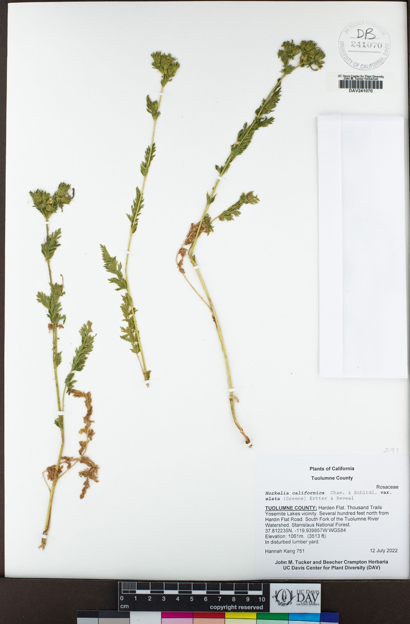 Potentilla californica var. elata photo 4