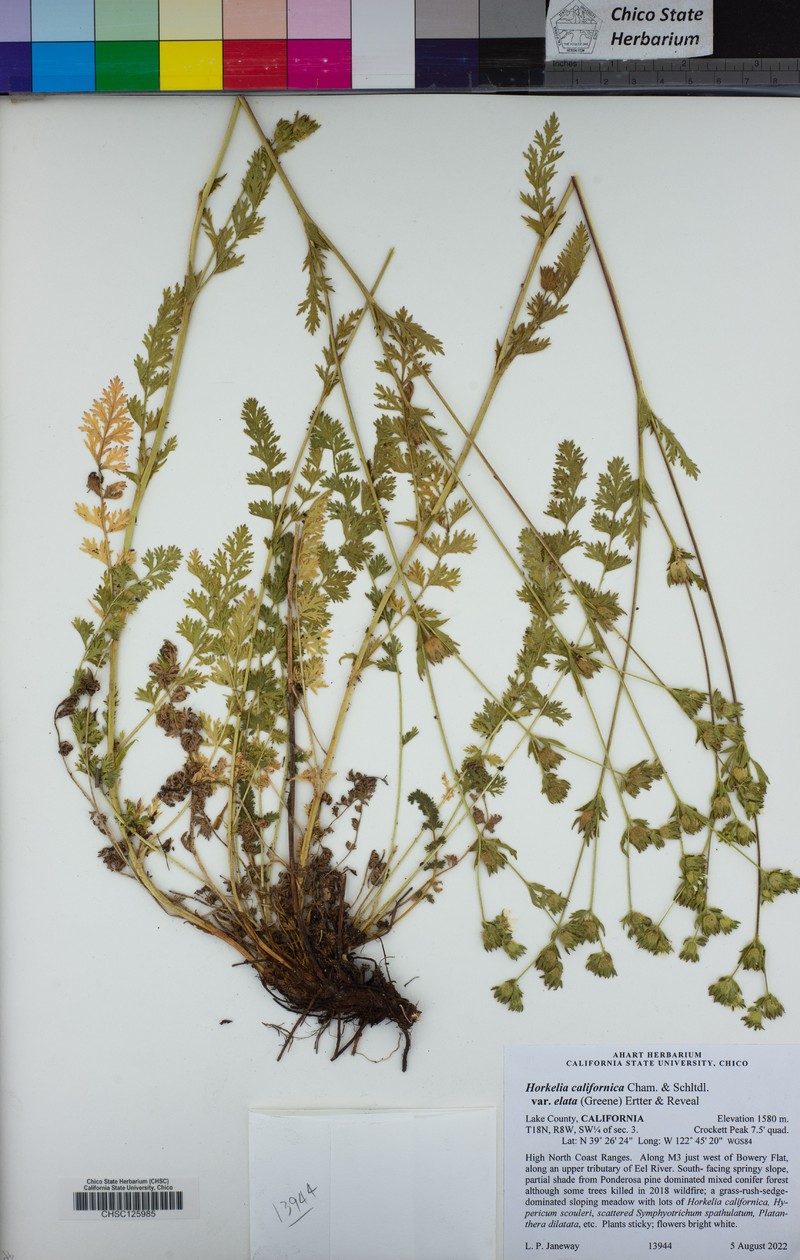 Potentilla californica var. elata photo 5