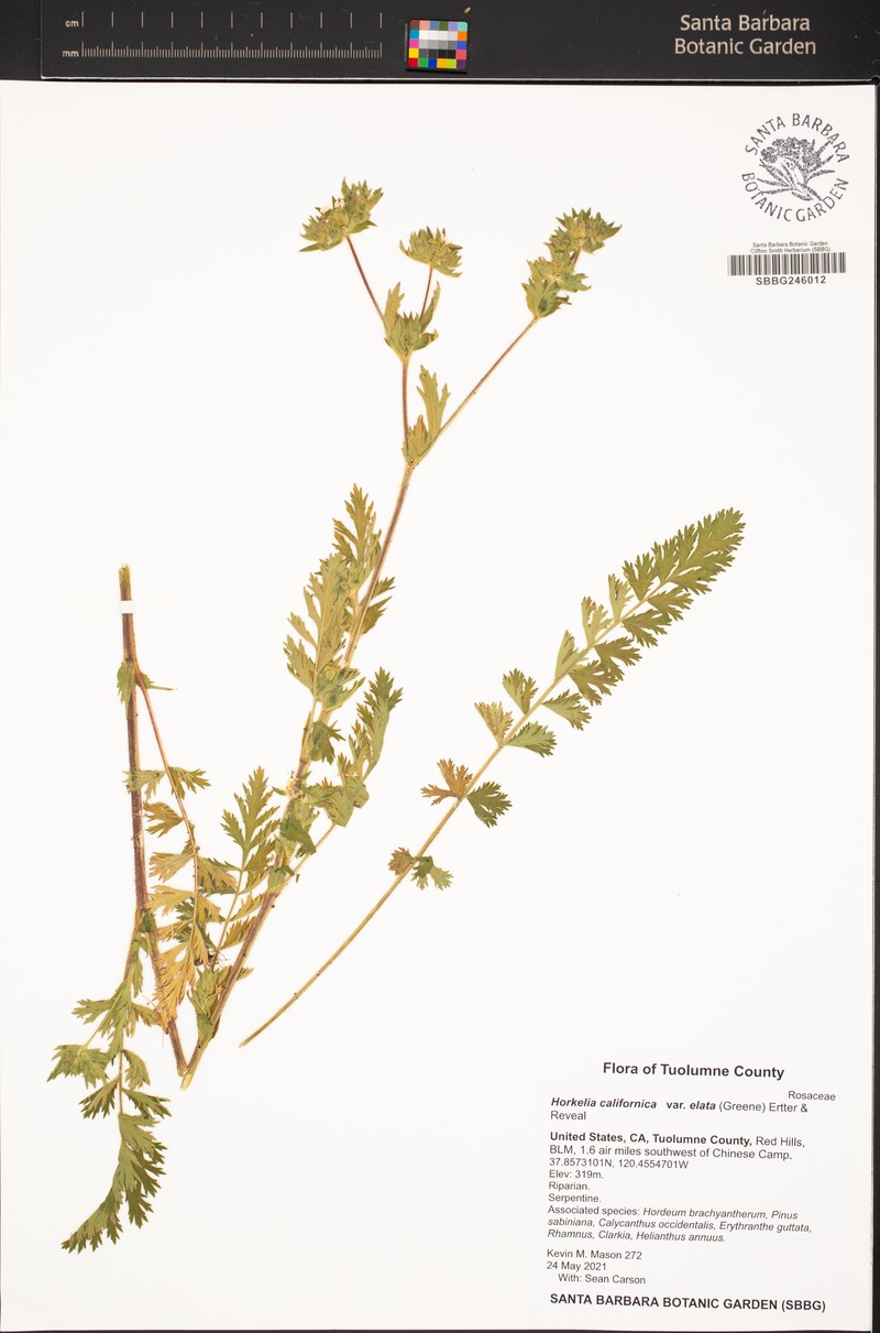 Potentilla californica var. elata photo 6